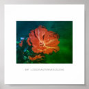 Recherche de géranium posters Décoration