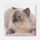 Search for cat profile magnets Animal