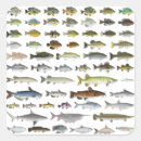 Search for freshwater fish stickers Bass