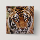 Search for tiger eye buttons Cat