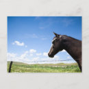 Recherche de images de cheval cartes postales Nature