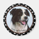 Recherche de colley magnets Animaux familiers