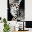Search for mischievous art Kitten