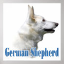 Search for white german shepherd Herding