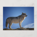 Recherche de loups cartes postales Nature