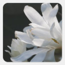 Search for magnolia flower stickers Blossom