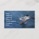 Search for merganser duck Birds