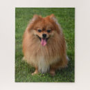 Search for pomeranian puzzles Animal