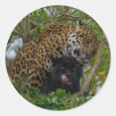 Recherche de panthera autocollants Taches