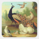 Search for doves square stickers Birds