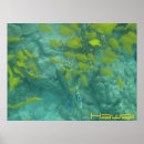 Recherche de hawaiian posters Fish