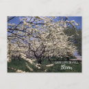 Search for cherry blossom postcards Retro