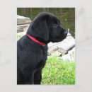Search for retriever dog postcards Black lab