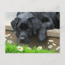 Search for dog and flowers postcards Puppy