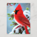 Recherche de oiseaux neige cartes postales Cardinal