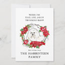 Search for maltese dog christmas cards Watercolor