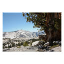 Recherche de vieil arbre posters Photographie