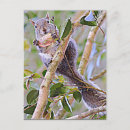 Search for kentucky postcards Carolina