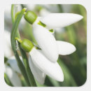 Search for snowdrop stickers Green