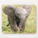 Search for elephant baby electronics Wild