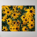 Search for rudbeckia posters Black eyed susan