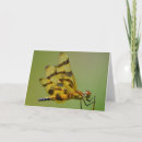 Search for dragonfly cards Gold