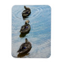 Recherche de étang de canard magnets Faune