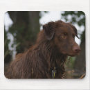 Search for sporting dog electronics Dogs