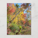 Search for autumn trees postcards Foliage
