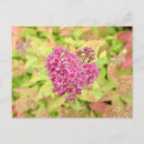 Search for piercings postcards Pink