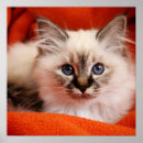Search for birman cat posters Kitten