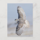 Recherche de hibou neige cartes postales Oiseau