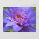 Recherche de siam cartes postales Nénuphar