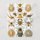 Recherche de arachnides cartes postales Insecte
