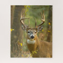 Search for whitetail deer puzzles Wildlife