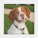 Search for brittanies magnets Brittany