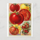 Recherche de tomate cerise cartes postales Légumes
