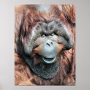 Search for orangutan posters Wild