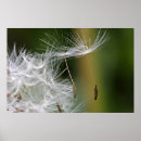Search for fluffy white posters Dandelion