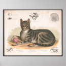 Recherche de vintage mignon posters Félin