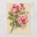 Recherche de crème vintage cartes postales Rose