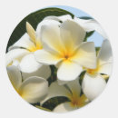 Search for frangipani stickers Leaf