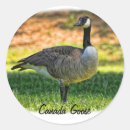 Search for canada goose stickers Nature