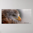 Search for buzzard posters Wildlife