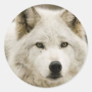 Search for white wolf stickers Wild
