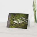 Recherche de fleur de cornouiller Nature