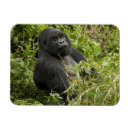 Recherche de gorille de montagne magnets Espèce
