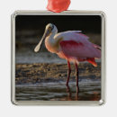 Recherche de bec ornements Spatule