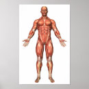 Search for muscular anatomy posters Leg