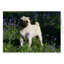 Recherche de jacinthe des bois cartes postales Carlin